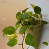 Small woven bamboo planter