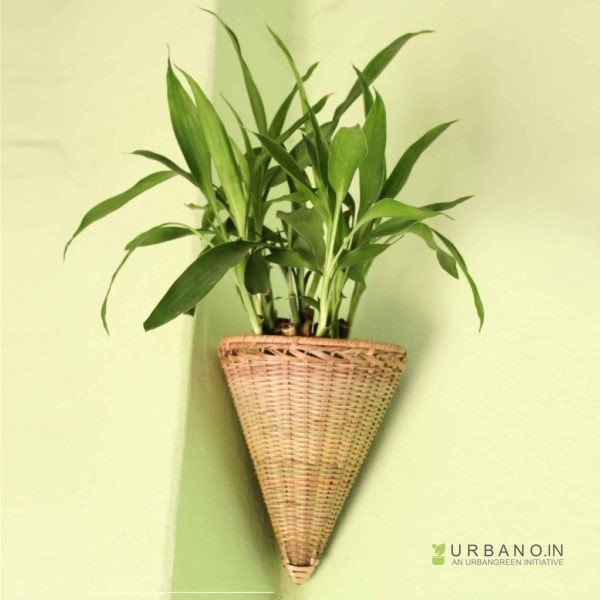 bamboo-product