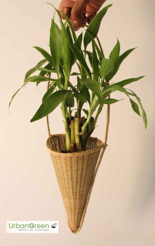 small-bamboo