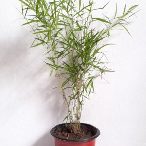 Bamboo-Plants