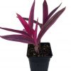 Purple-Heart