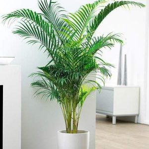 Areca-Palm-Plant
