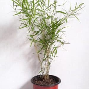 Bamboo-Plant