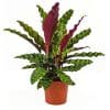 Calathea-Lancifolia-plant