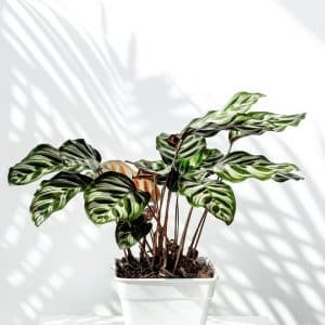 Calathea-Makoyana-Plant