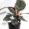 Calathea-Ornata-Pinestripe-Plant