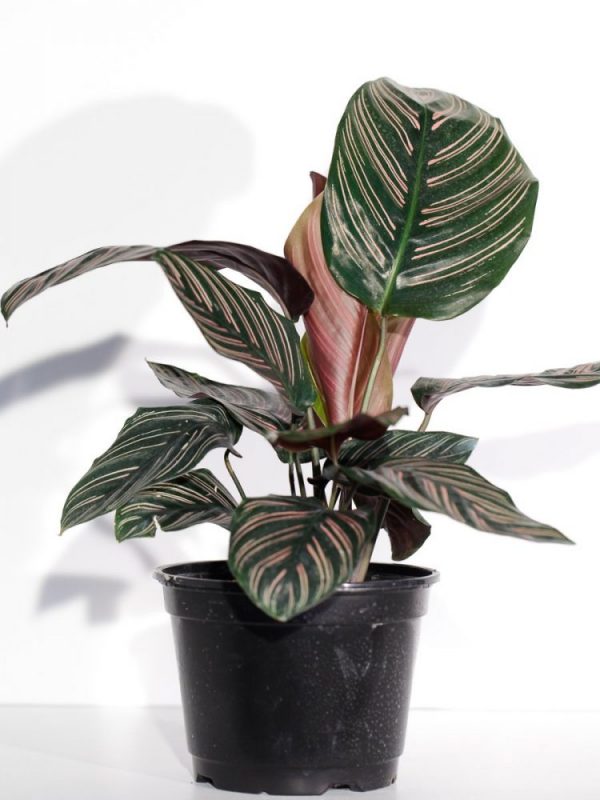 Calathea-Ornata-Pinestripe-Plant