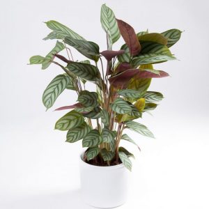 Calathea-Setosa-Plant