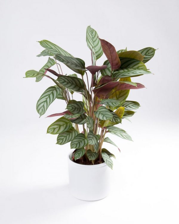 Calathea-Setosa-Plant