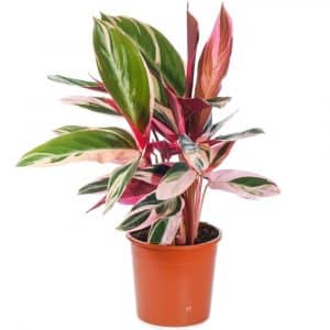Calathea-Triostar-Maranta-Plant