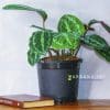 Calathea-Veitchiana-Plant
