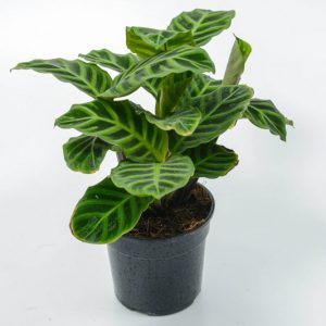 Calathea-Zebrina-Plant