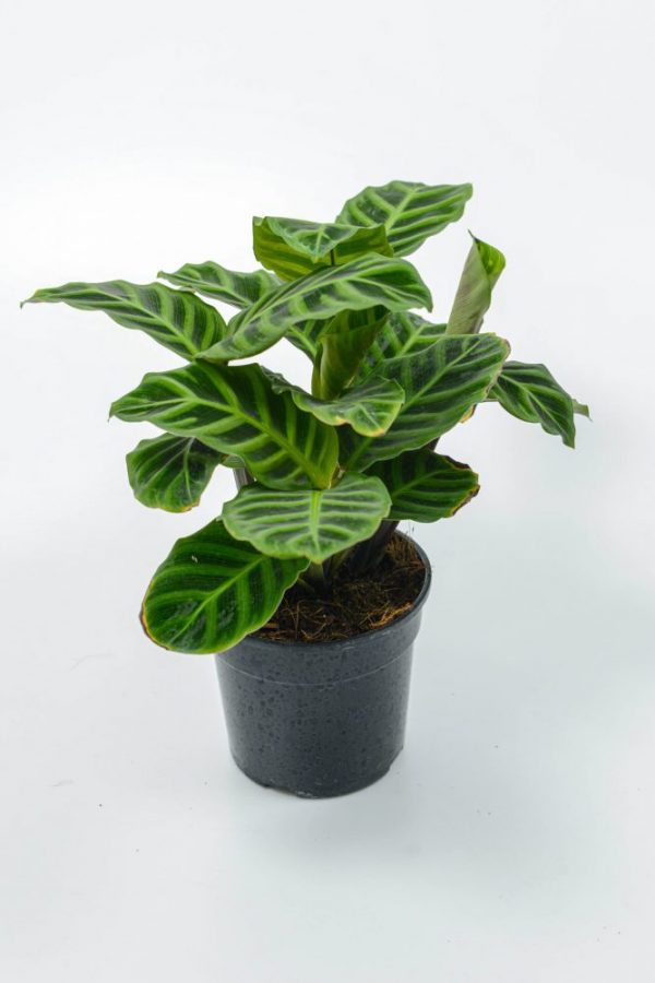 Calathea-Zebrina-Plant
