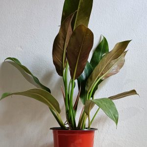 Flask-Philodendron-Plant