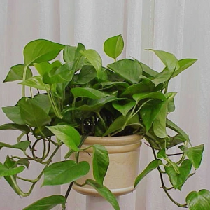 Green-Money-Plant