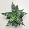 Green-Sansevieria-Dwarf-Plant