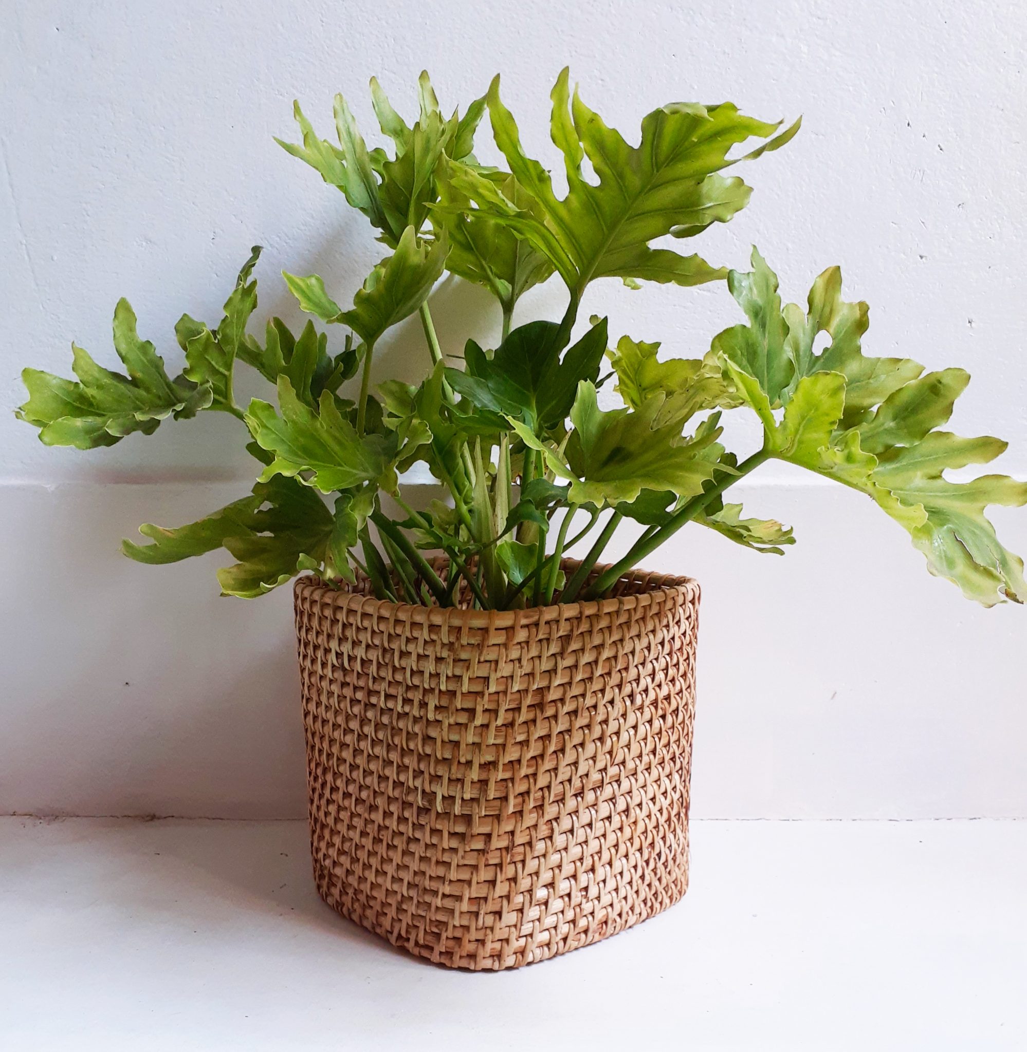 Square Cane Planter URBANO.IN Square Cane Planter