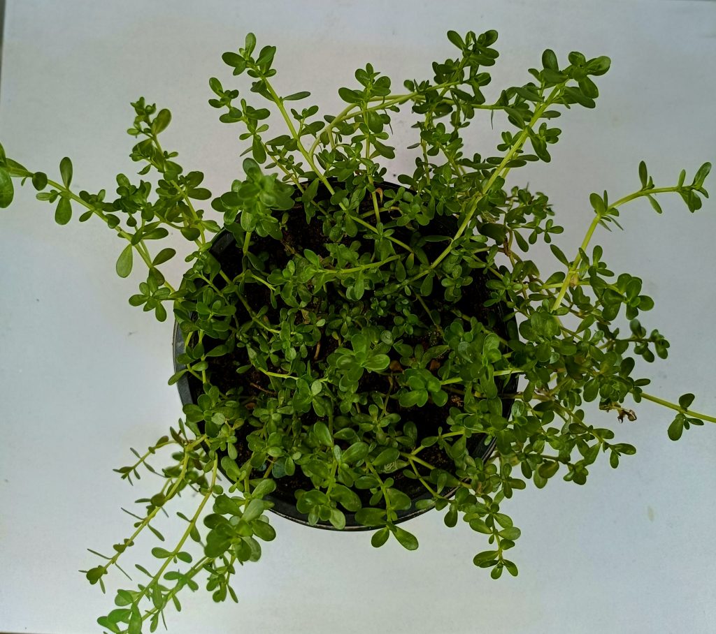 brahmi plant Urbano.in online traditional indian medicinal plant