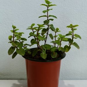 Pudina-or-Mint-Plant