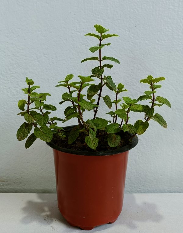 Pudina-or-Mint-Plant
