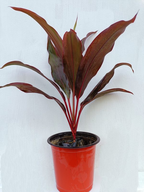 Cordyline-red-sister-plant