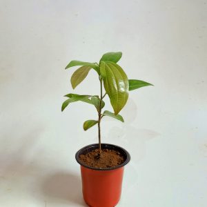 Cinnamon-plant