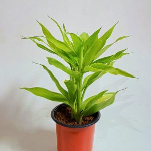 Golden-lucky-bamboo-plant
