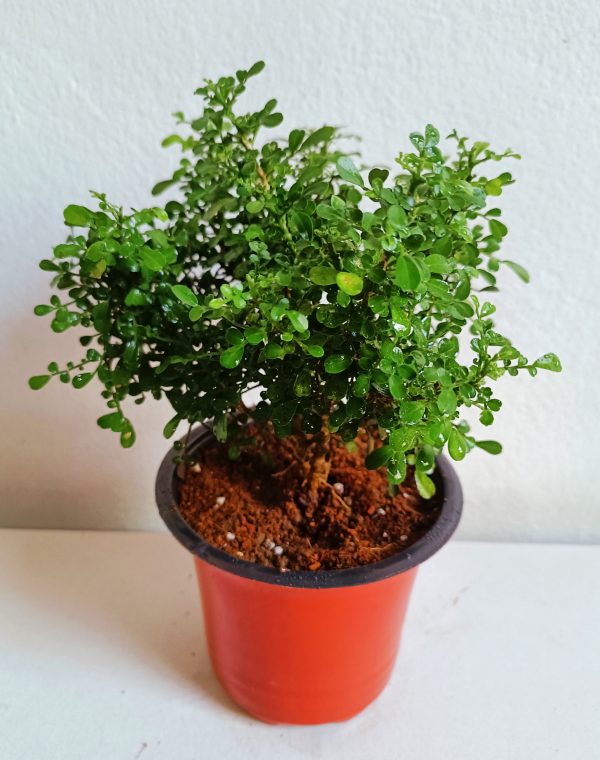 Kamini-Bonsai-Plant