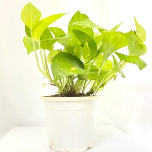 Neon-Money-Plant