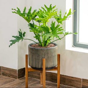 Philodendron-Selloum-Green-Plant