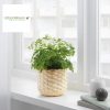 mini-woven-bamboo-planter