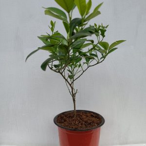 Lemon-Plant