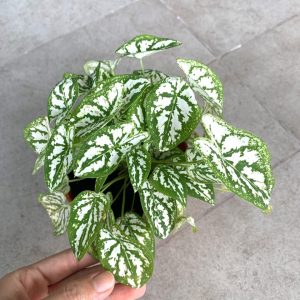Caladium-Humboldtii-plant