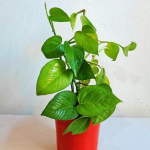 Green-Money-Plant