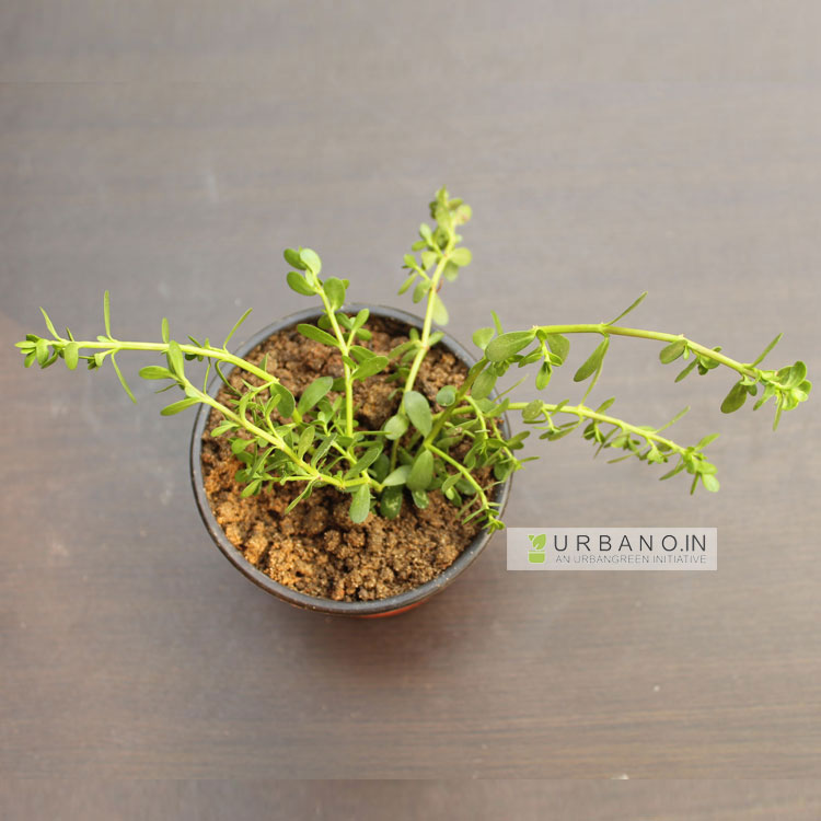 brahmi plant Urbano.in online traditional indian medicinal plant