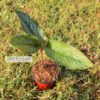 calathea-ornata