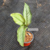 calathea-pinestrip
