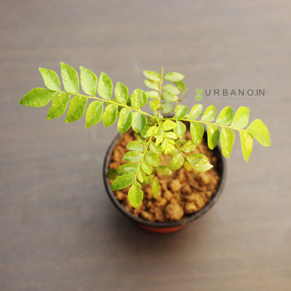 Curry-leaf-plant