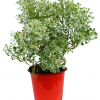 Variegated-white-aralia-plant