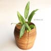 coiled-cane-planter