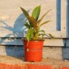 flask-philodendron