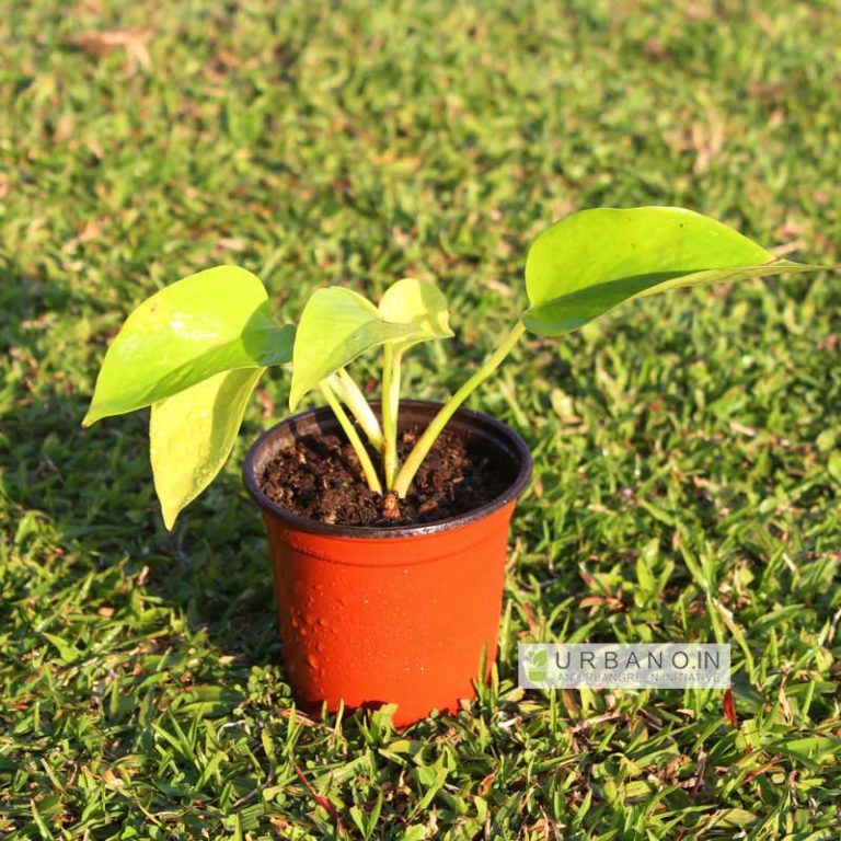 Kulekhara/Branolia plant URBANO.IN Kulekhara Is A Medicinal Plant