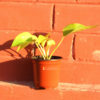money-plant