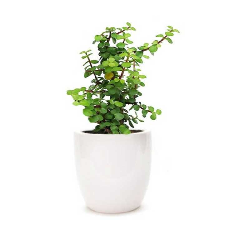 Plants co. Jade Plant Ceramic Planter. Potted Plant delivery. White Tree in Pot. Pruning Potted Plants.