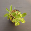 small-tulsi-plant