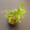 tulsi-plant