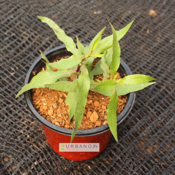 Kulekhara/Branolia plant URBANO.IN Kulekhara Is A Medicinal Plant