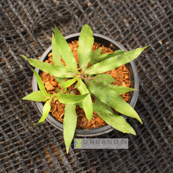 Kulekhara/Branolia plant URBANO.IN Kulekhara Plant online