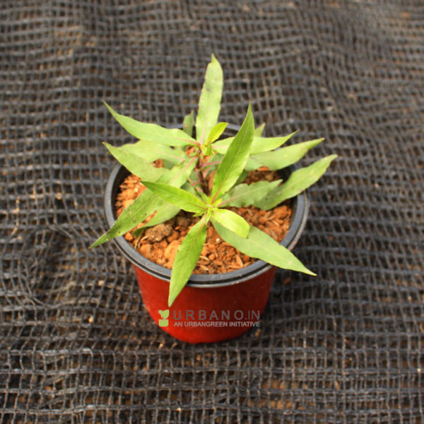 Kulekhara/Branolia plant URBANO.IN Kulekhara is a medicinal Plant