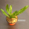 wild-coriander